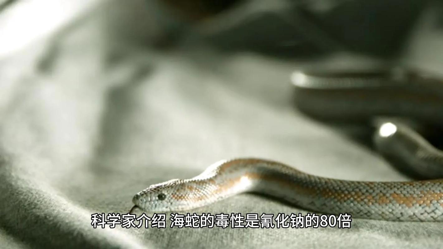 眼鏡蛇 隱秘的毒液藝術大師